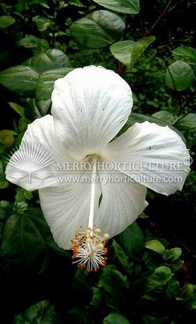 Hibiscus rosa-sinensis white